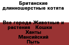 Британские длинношерстные котята - Все города Животные и растения » Кошки   . Ханты-Мансийский,Пыть-Ях г.